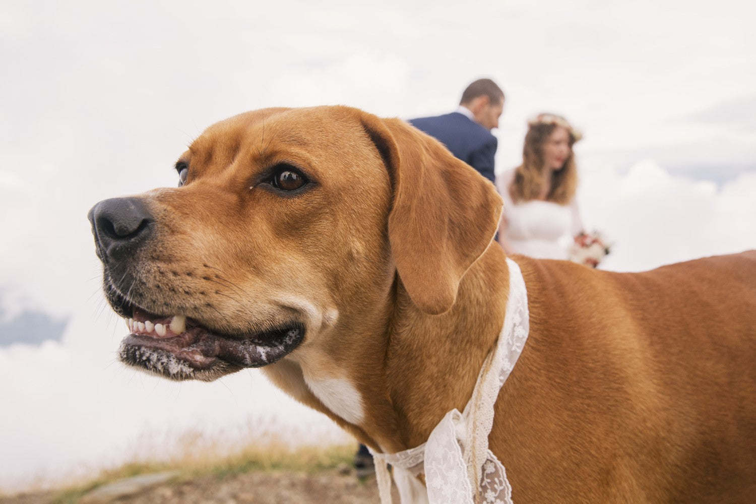 Boda con mascotas: incluye a tu mejor amigo